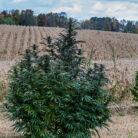 sour tangie outdoor 1