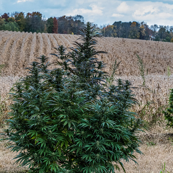 sour tangie outdoor 1