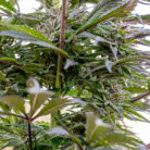 sour tangie outdoor 2