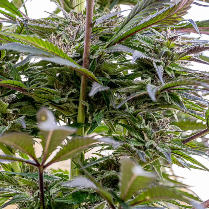 sour tangie outdoor 2