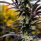 sour tangie outdoor 3