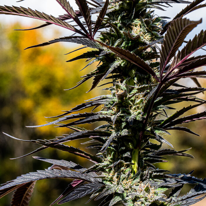 sour tangie outdoor 3