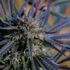 sour tangie outdoor 4