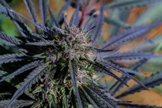 Sour Tangie